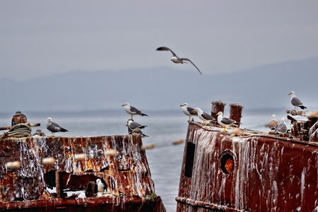 Old abandoned ships covered with rust, seagulls flying aroundの写真素材