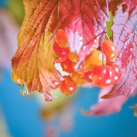 autumn leaves and water drops on blue sky background 