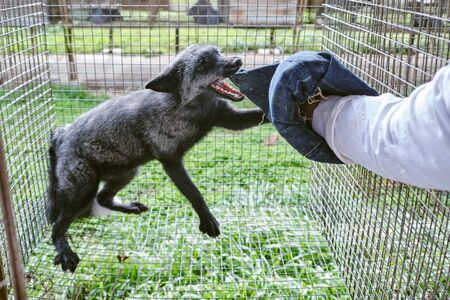 Aggressive fox attacks human hand