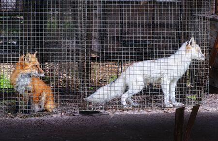Fur farm. Young fox in the cage