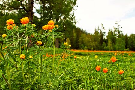 Spring green meadow with orange flowers Globeflowers (Trollius asiaticus)
の写真素材