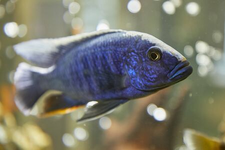 Underwater image of tropical fish. Tropical cichlids in aquarium. の写真素材