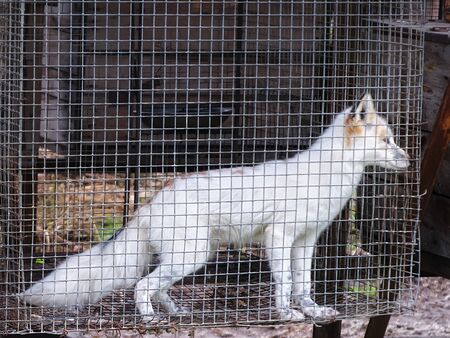 Fur farm. Young fox in the cage 