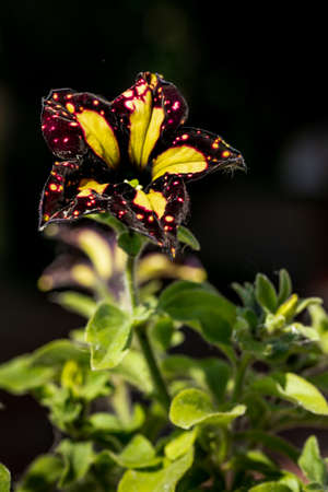 Closeup photo of petunia flower on black backgroundの写真素材