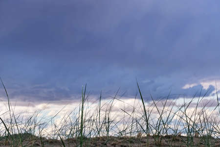 Closeup Grass On A Background Of Dark Cloudy Skyの写真素材