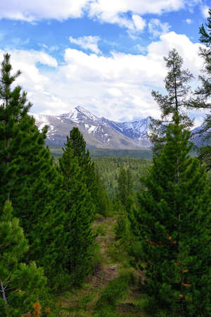 pine trees on background high mountains