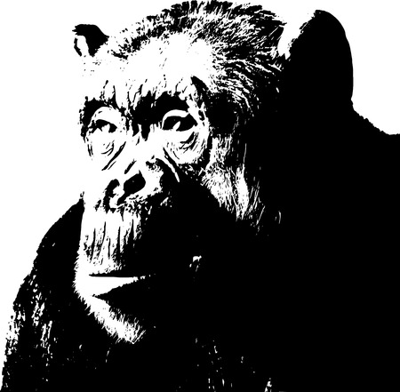 Chimpanzeeのイラスト素材