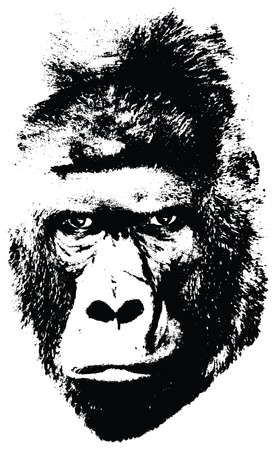 illustration of gorilla face on white backgroundのイラスト素材