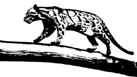 Illustration of leopard on tree plumeのイラスト素材