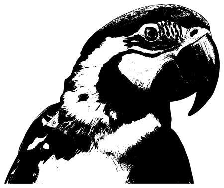 parrot illustration on white backgroundのイラスト素材