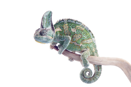 Chamaeleo calyptratus - veiled chameleonの写真素材