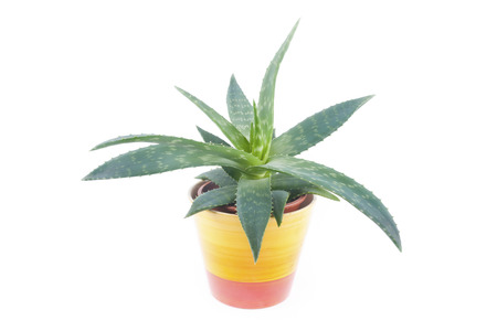 Aloe Veraの写真素材