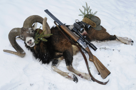 Mouflon hunting trophy with gun on snowの写真素材