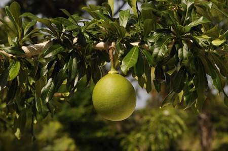 Calabash fruit, crescentia cujeteの写真素材