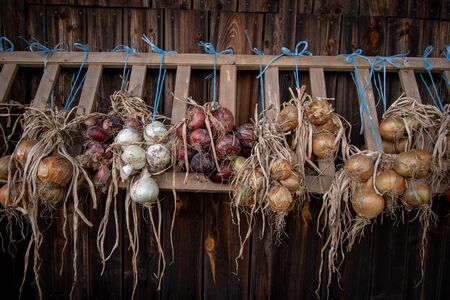 onions of different colors hanging on a frameの写真素材