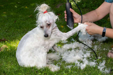 Grooming a white dog with a razorの写真素材
