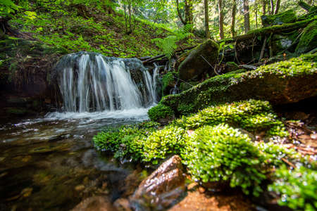 stream in the forest with mossの写真素材