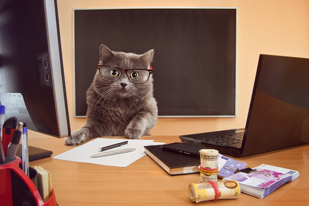 cat businessman at a table near the laptop with glassesの写真素材