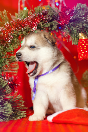 Malamute puppy with a yellow ribbon is sitting on a red background, Santa Claus gift for the new yearの写真素材