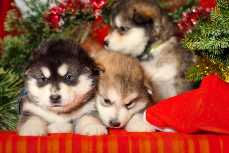 Malamute puppy with a yellow ribbon is sitting on a red background, Santa Claus gift for the new yearの写真素材