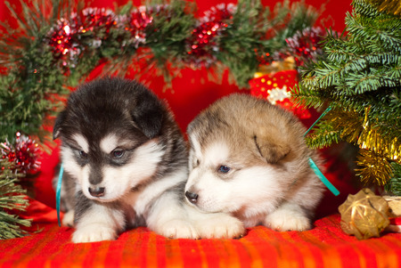 Malamute puppy with a yellow ribbon is sitting on a red background, Santa Claus gift for the new yearの写真素材