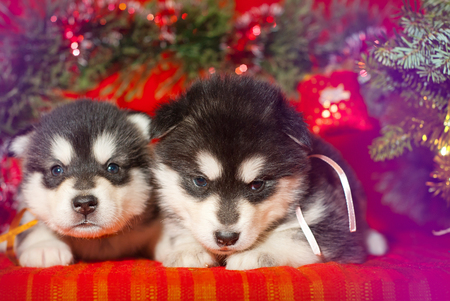 Malamute puppy with a yellow ribbon is sitting on a red background, Santa Claus gift for the new yearの写真素材