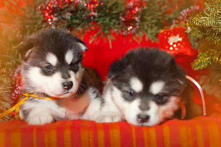 Malamute puppy with a yellow ribbon is sitting on a red background, Santa Claus gift for the new yearの写真素材