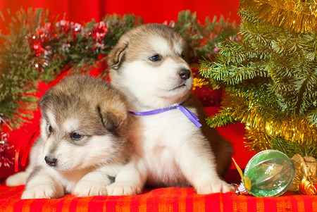 Malamute puppy with a yellow ribbon is sitting on a red background, Santa Claus gift for the new yearの写真素材