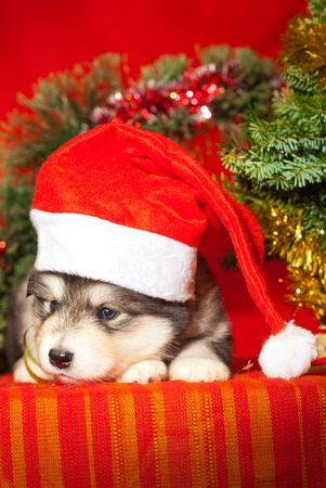 Malamute puppy with a yellow ribbon is sitting on a red background, Santa Claus gift for the new yearの写真素材