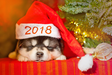 Malamute puppy with a yellow ribbon is sitting on a red background, Santa Claus gift for the new yearの写真素材