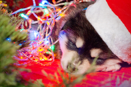 Malamute puppy with a yellow ribbon is sitting on a red background, Santa Claus gift for the new yearの写真素材