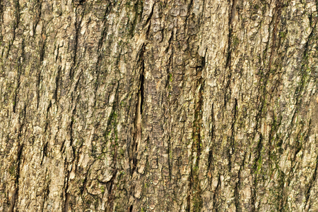 Embossed texture of the bark. Panoramic photo texture.の写真素材