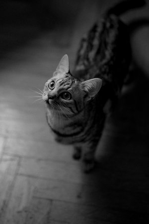 Black and white photo of a bengal cat looking at camera