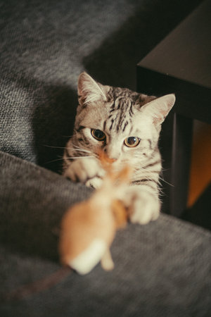 Cute cat lying on sofa and playing with mouse. Animal concept