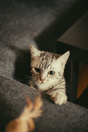 Cute cat lying on sofa and looking at camera. Cute cat looking at camera.の写真素材
