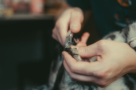 Hands of a hairdresser working with a cat in a beauty salonの写真素材