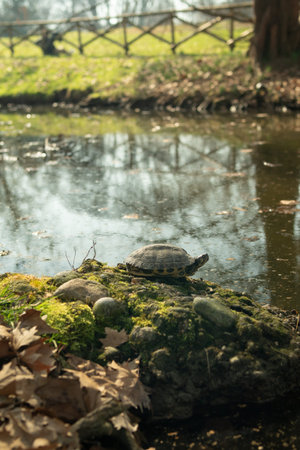 turtle on the shore of a pond in the park in autumn