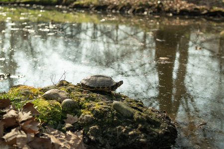 turtle on a stone by the river, photo as a background, digital image
