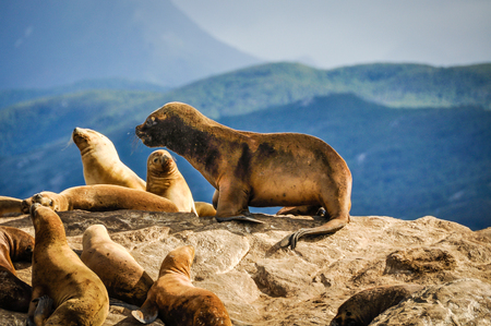Seals and sea lions, Beagle Channel, Ushuaia, Argentinaの写真素材