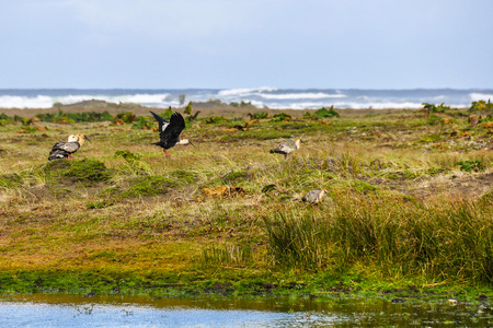 Birds flying over the field, Chiloe Island, Patagonia, Chileの写真素材