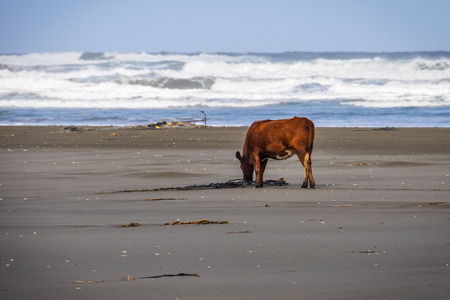 Cow standing on the beach, Chiloe Island, Patagonia, Chileの写真素材