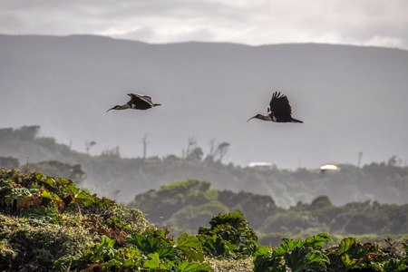 Birds flying over the field, Chiloe Island, Patagonia, Chileの写真素材
