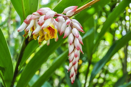Tropical flower in Paraty, Green Coast, Brazilの写真素材
