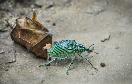 Green bug with a leaf on the beach in Trinidade, Paraty, Brazilの写真素材