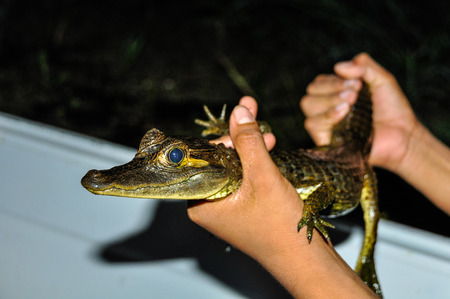 in the Amazon Rainforest, close to Manaus, Brazilの写真素材
