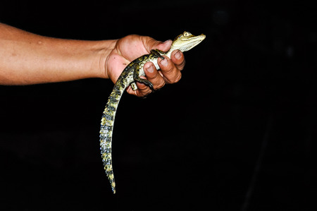 in the Amazon Rainforest, close to Manaus, Brazil