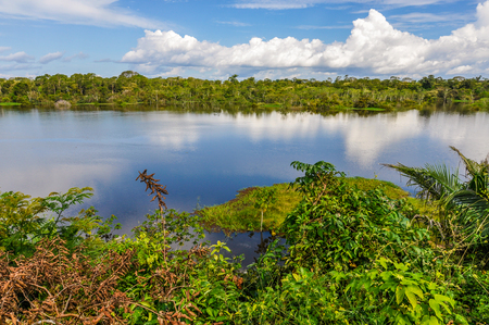 View of the lake in the Amazon Rainforest, close to Manaus, Brazilの写真素材