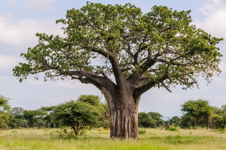 Baobab tree in the Tarangire National Park in Tanzaniaの写真素材