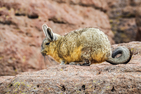 Cute viscacha in the High Andean Plateau desert in Bolivia