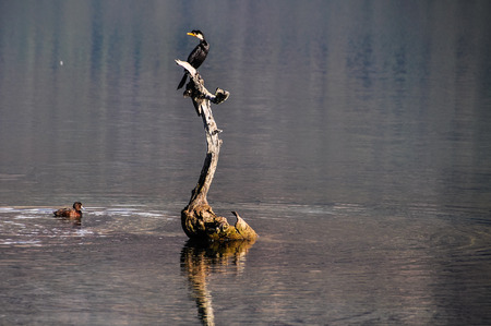 Bird on the lake in Lord of the Rings film location, Glenorchy, New Zealandの写真素材